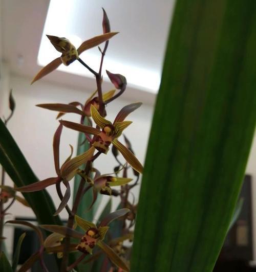 如何养护雪兰花（雪兰花开花后怎么处理）