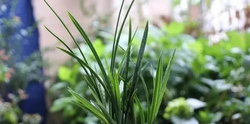 如何养护雪兰花（雪兰花开花后怎么处理）
