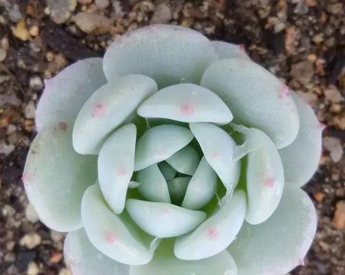 雪莲多肉的养殖与养护（雪莲多肉的养殖方法与注意事项）