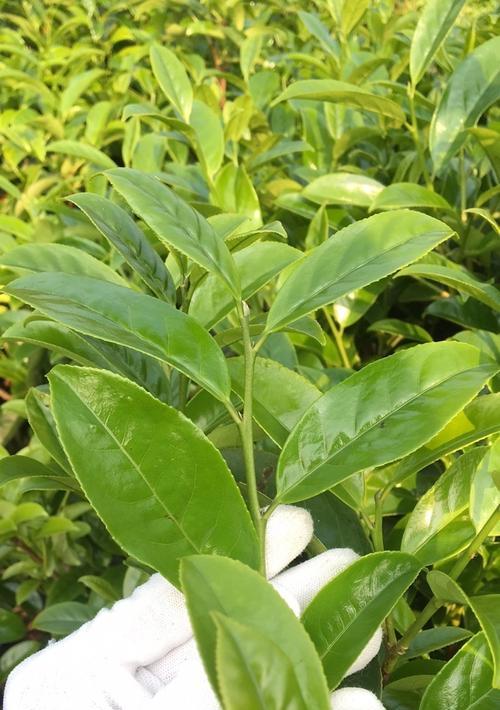 探究雪片茶的来源和特点（了解雪片茶属于哪一类茶）