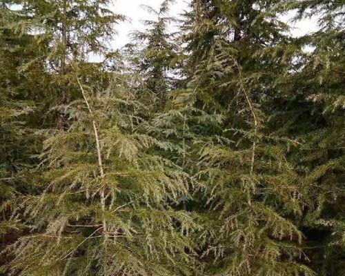 掌握雪松病虫害防治的关键技术（了解雪松的病虫害类型）
