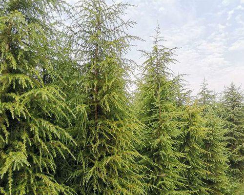 院子里种植雪松的好处和注意事项（宜于栽培的雪松品种选择）