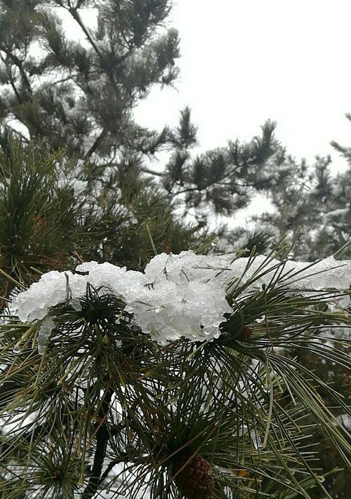 雪松保护，为了我们的生态家园（了解雪松保护的重要性）
