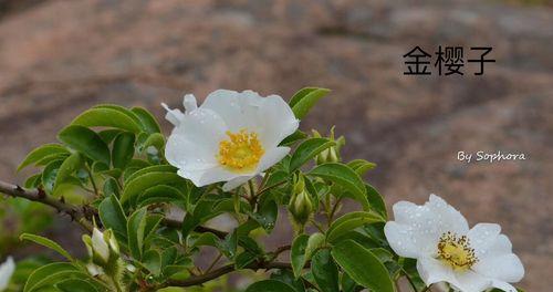 农村的“雪樱子”叫什么（探寻农村人对“雪樱子”的称呼）