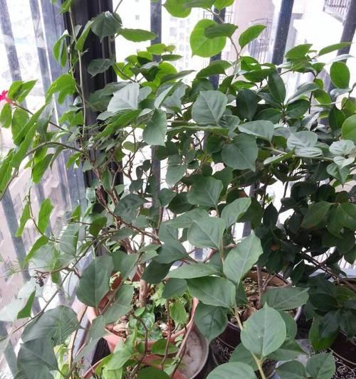 雪早兰不开花的原因（探究雪早兰为何不开花）