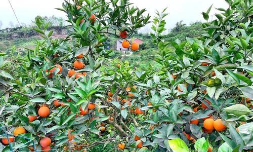 血橙采摘时间与收获季节（了解血橙的产地）