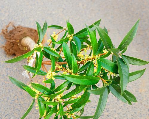 血桂的花开花期（探究血桂的花期和观赏技巧）