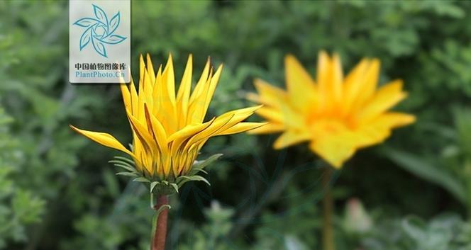 勋章菊养殖指南（打造美丽的花园）