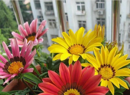 勋章菊，一盆多少颗最合适（如何种植、养护、繁殖及应用勋章菊）