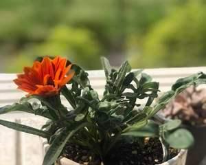 勋章菊如何栽培（盆栽勋章菊的最佳选择）