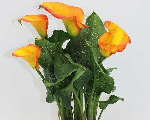 马蹄莲花（传承永恒的希望）