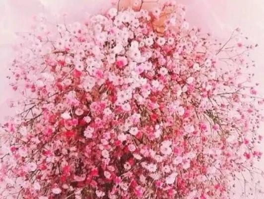 满天星（绽放于黑暗中的生命之花）