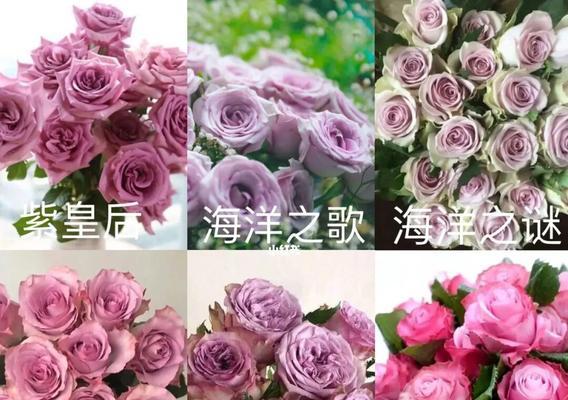 玫瑰花（玫瑰花的多样品种及其隐含的情感意义）
