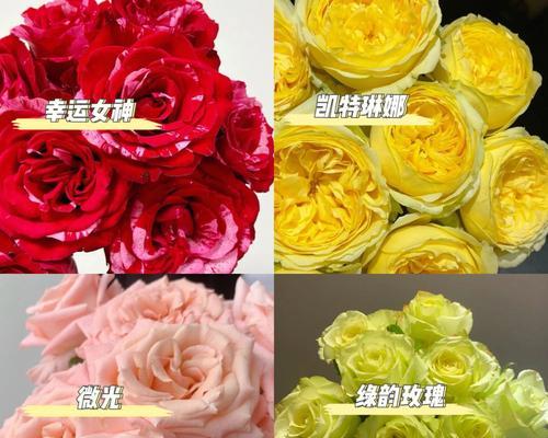 玫瑰花（玫瑰花的多样品种及其隐含的情感意义）
