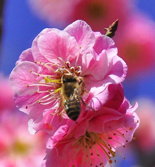 梅花花语的含义与象征（探寻梅花的深层含义）