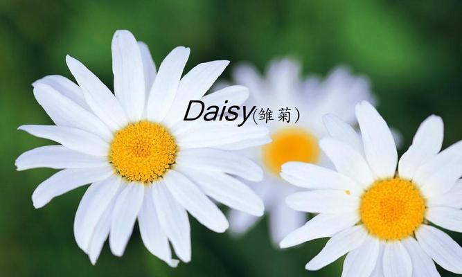 梅花花语的含义与象征（探寻梅花的深层含义）