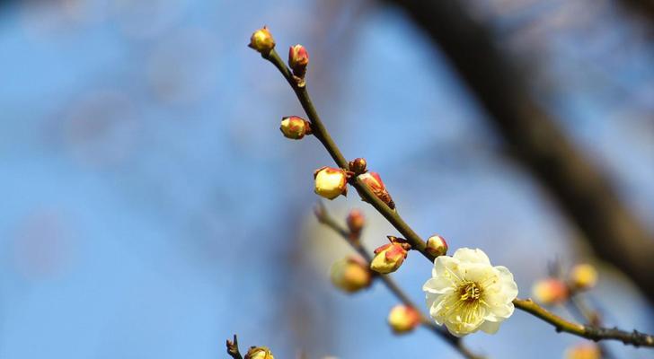 梅花花语（梅花）