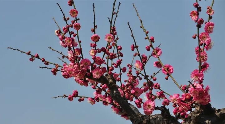 梅花花语（梅花）
