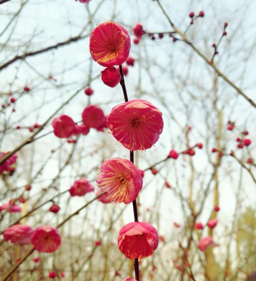 梅花花语（梅花）