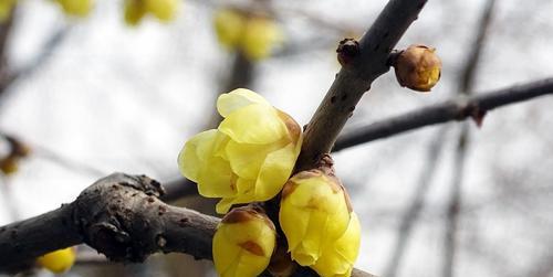 梅花先花后叶寓意（探寻梅花的生命哲学）