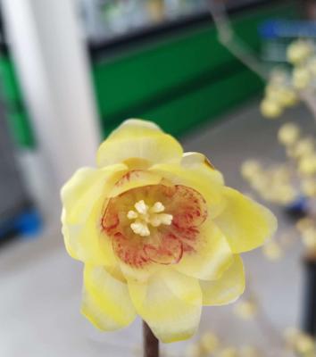 梅花先花后叶寓意（探寻梅花的生命哲学）