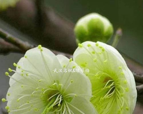 梅花先花后叶寓意（探寻梅花的生命哲学）