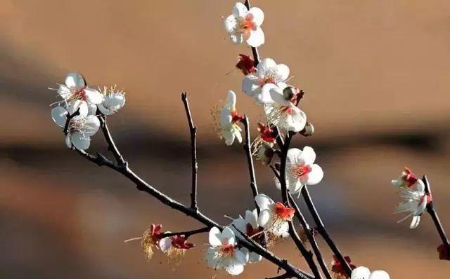 以梅花摘心的含义与象征——一种超越自我追求真善美的境界（传承千年的文化符号和心灵寄托）