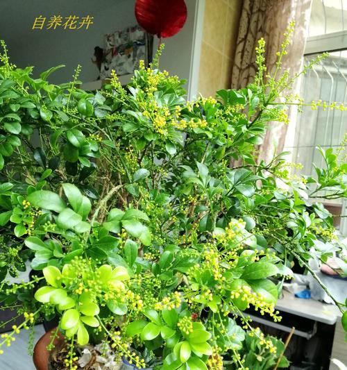 米兰花语（美丽的花卉世界与其独特的语言）