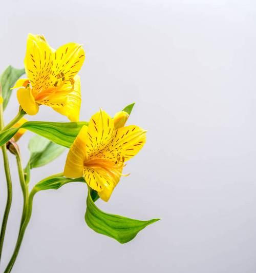 秘鲁百合（秘鲁百合的寓意与文化传承）