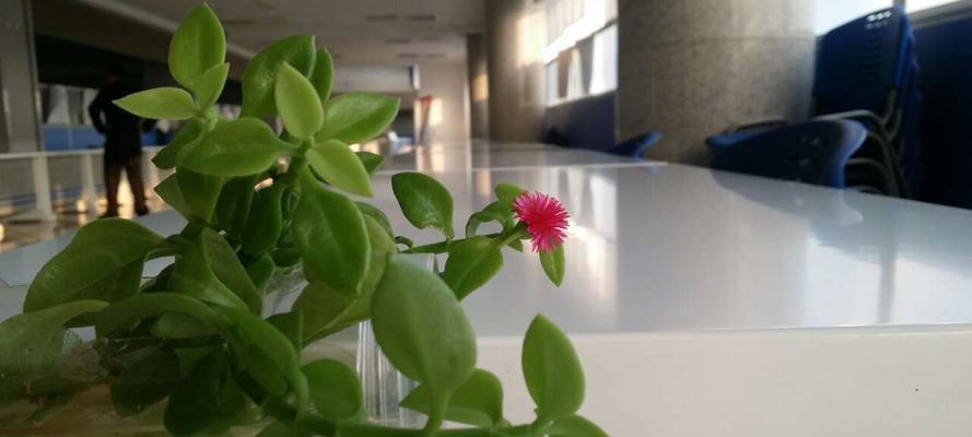 牡丹吊兰花语（牡丹吊兰的花语及其象征意义）