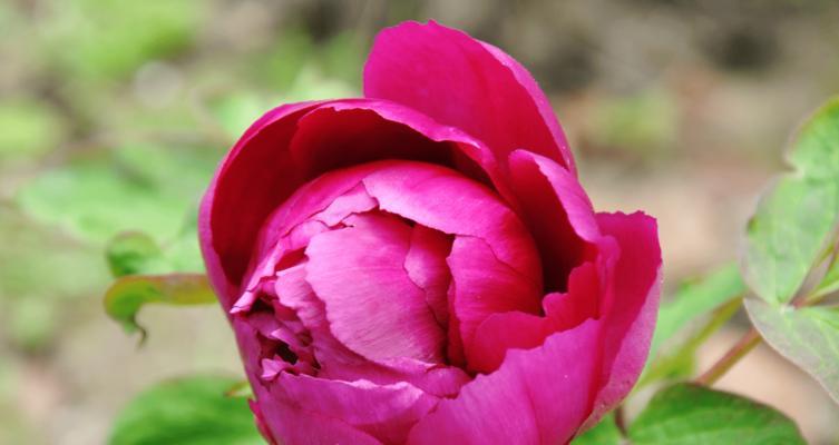 牡丹颜色花语（探索花海中的色彩奇迹）
