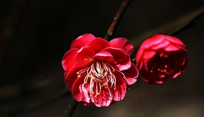 盆栽腊梅花语（腊梅花语）