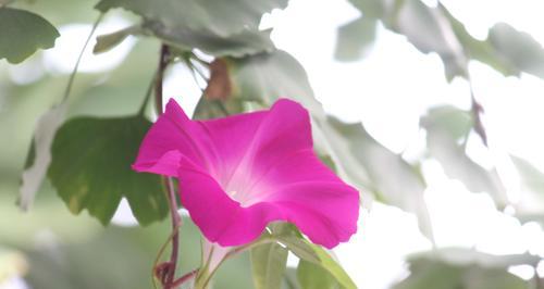 牵牛花的寓意与传说（探秘牵牛花的美丽与哲理）