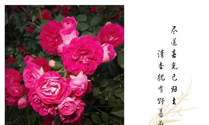 芹叶牡丹花语——传递秋日的希望（生命之美在芹叶间绽放）