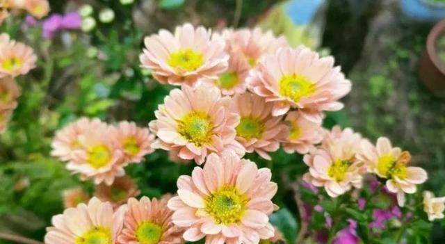 芹叶牡丹花语——传递秋日的希望（生命之美在芹叶间绽放）