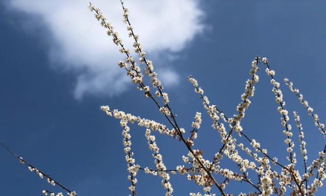 青梅花语与人生情感（青梅花语的含义及其在人生情感中的重要作用）