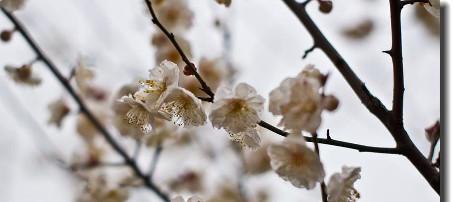 青梅花语与人生情感（青梅花语的含义及其在人生情感中的重要作用）