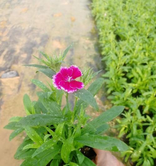 石竹花语（盛放而不败）