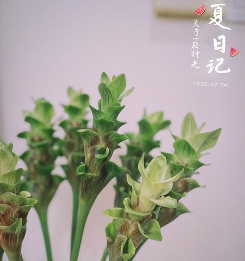 日系绿色切花小菊的花语与美学价值（探寻日系绿色切花小菊的花语）
