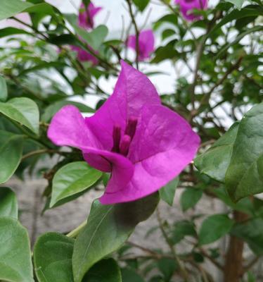 三角梅的花语与含义（揭开三角梅的神秘面纱——了解三角梅的花语及象征意义）