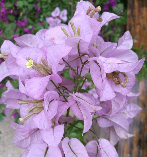 三角梅花语的来历及意义（揭秘三角梅花语的神秘之处）
