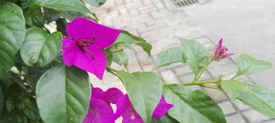 三角梅花语（探寻三角梅花的神秘之处）
