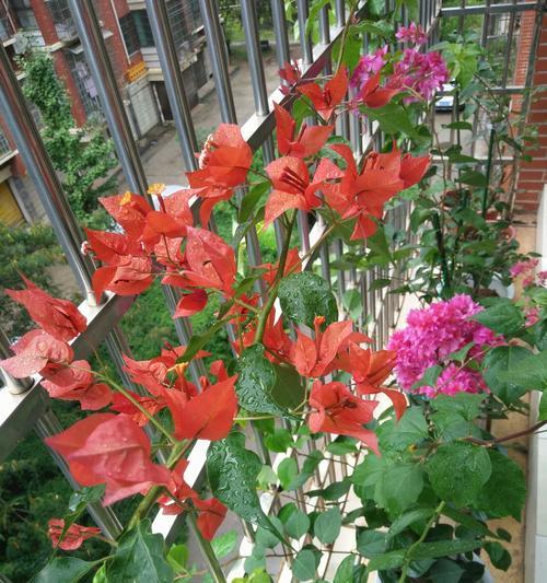 三角梅花语下的无真爱（揭开三角梅花语的爱情迷局）