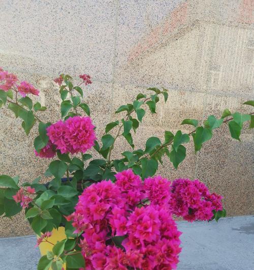 三角梅花语下的无真爱（揭开三角梅花语的爱情迷局）