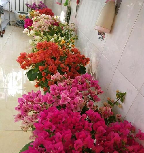 三角梅花开的寓意与象征（探索三角梅的花语和文化内涵）