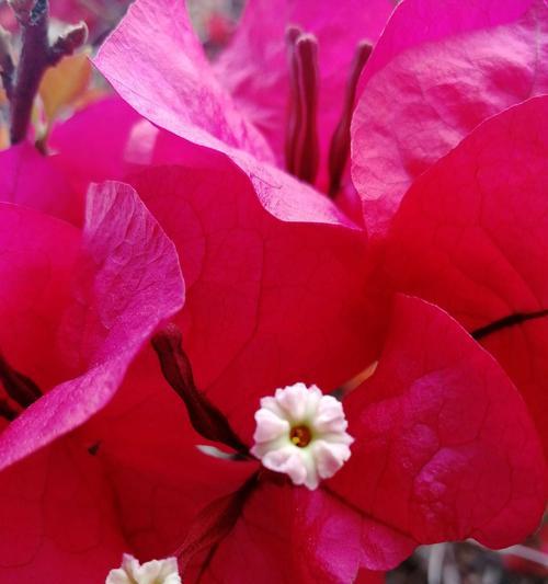 三角梅花的寓意（一朵花）