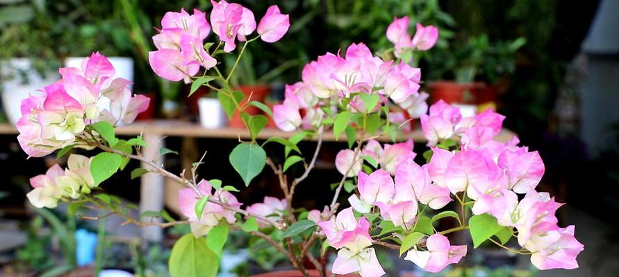 三角梅花的寓意（一朵花）