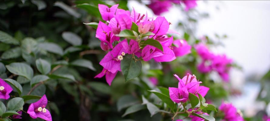 三角梅花的寓意（一朵花）