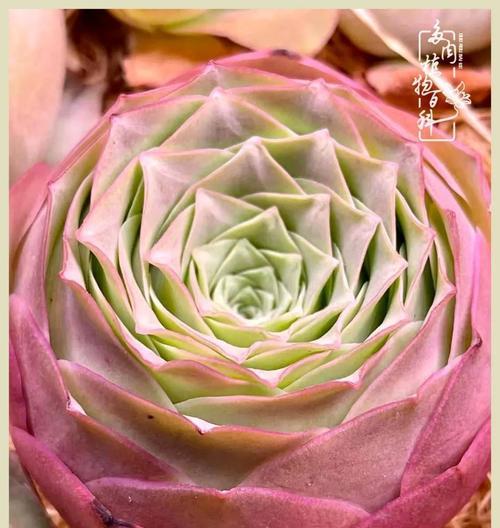 山地玫瑰的花语与寓意（山地玫瑰）