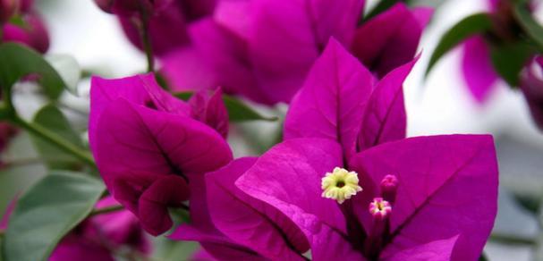 《花间一梦，花开花落》（绽放的美丽）